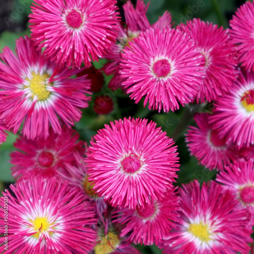 Pink daisy flower in the garden 