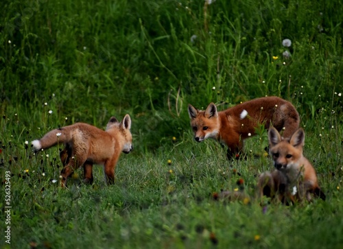 Young foxes in a field  Sainte-Apolline  Qu  bec  Canada