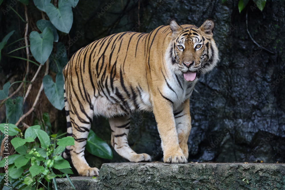 Obraz premium Close up bengal tiger is beautiful animal and dangerous in forest