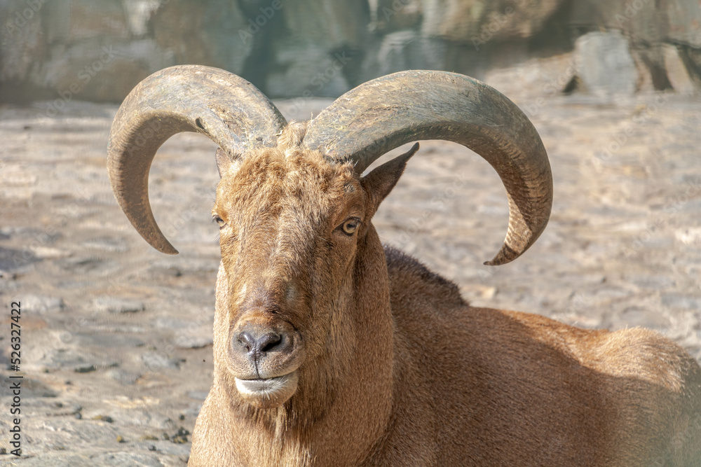 Close-up of the head with big horn of Barbary Sheep, looking straight to camera Close-up of the head with big horn of Barbary Sheep, looking straight to camera