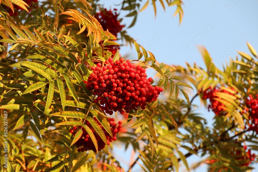 Rowan berries on a branches as natural collection Rowan berries on a branches as natural collection