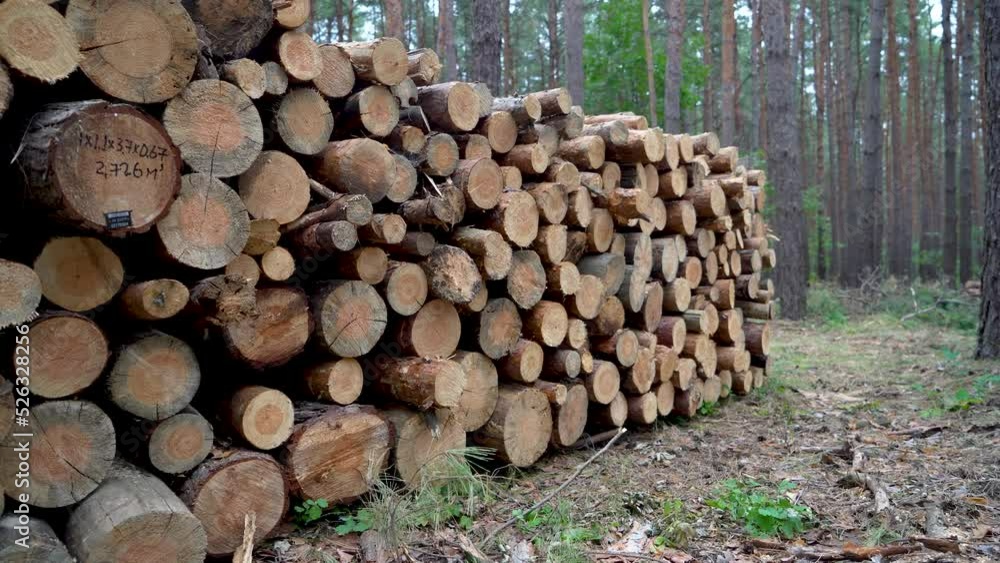 Harvesting firewood for the winter. Firewood in a pine forest Harvesting firewood for the winter. Firewood in a pine forest