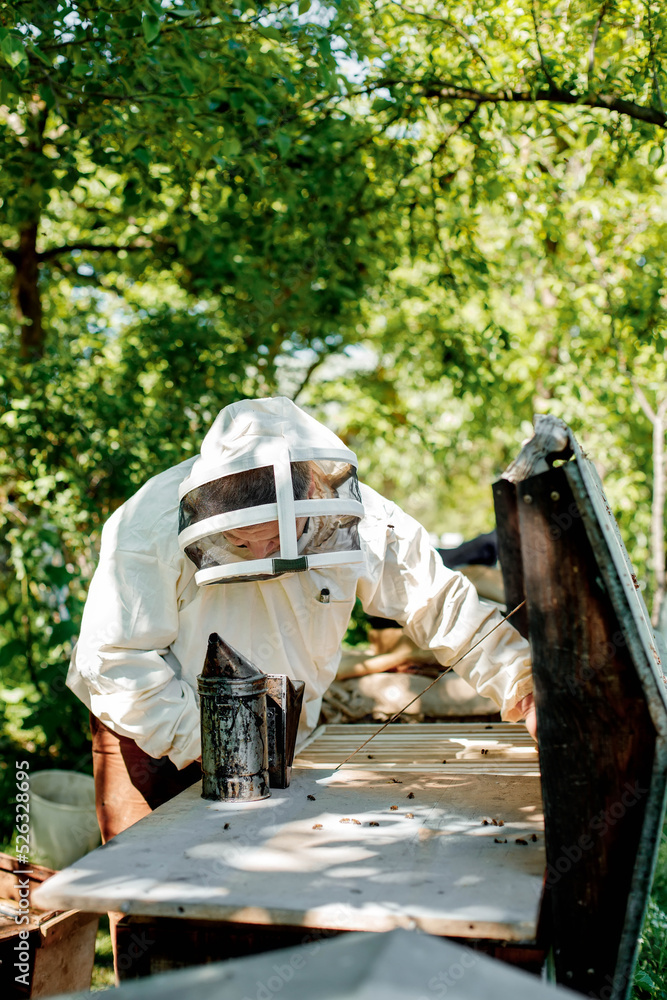 A careful beekeeper removes honeycombs with bees for inspection. Experienced beekeeper. The concept of beekeeping. A careful beekeeper removes honeycombs with bees for inspection. Experienced beekeeper. The concept of beekeeping.