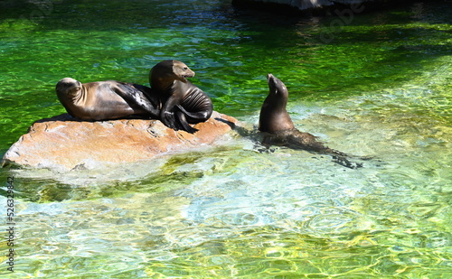 a group of seals on a rock