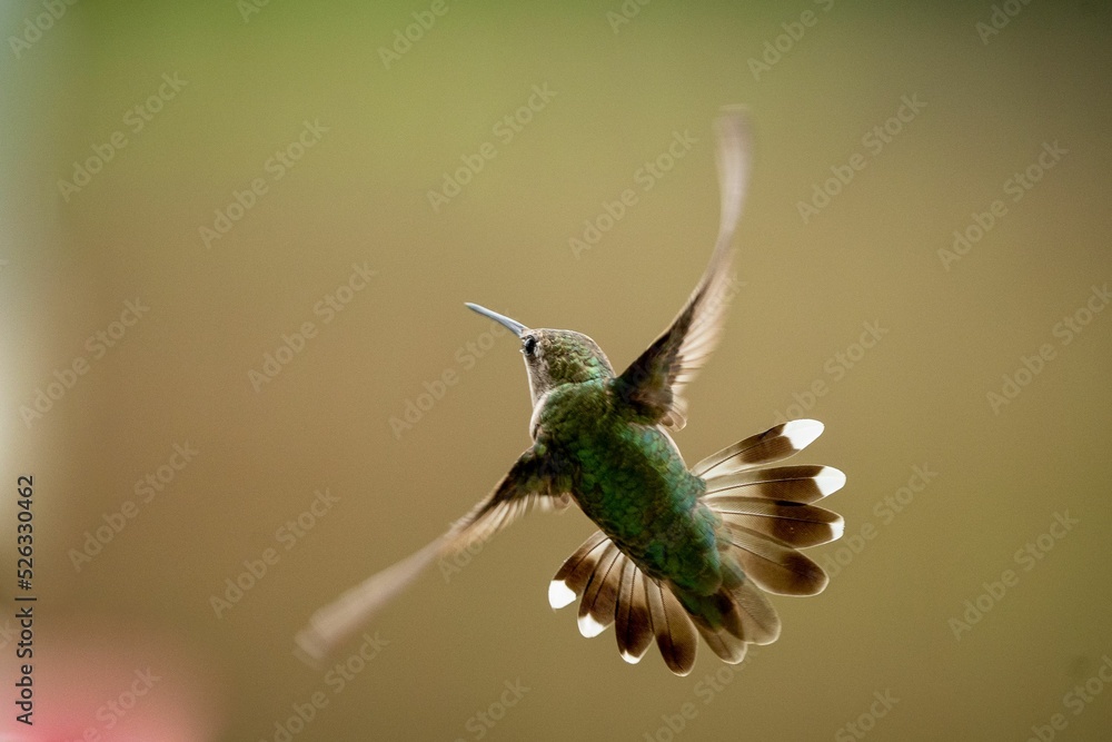 Fototapeta premium Macro of a little ruby-throated hummingbird (Archilochus colubris) during its flight