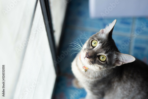 Portrait of a beautiful gray striped cat looking the camera.