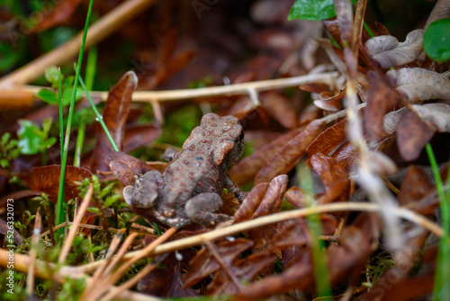 Frog in a forest