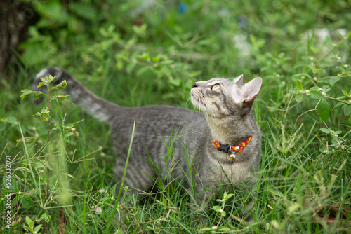 Portrait of a beautiful gray striped cat looking a way with the green background. Cute cat enjoying his life outdoors.  single cat walking and looking away up.