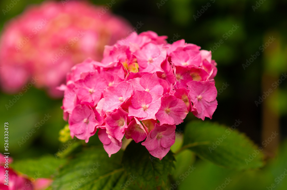 Pink hydrangea flower on a green background.Hydrangea in the garden.Flowers close-up.Space for copy.Ideas for postcards, paintings,pink flower
