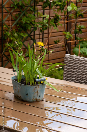 Yellow flower in an old metal rusty pot.Close up .Copy space.Wooden table and background. Quiet garden after rain,wooden bench in the garden
