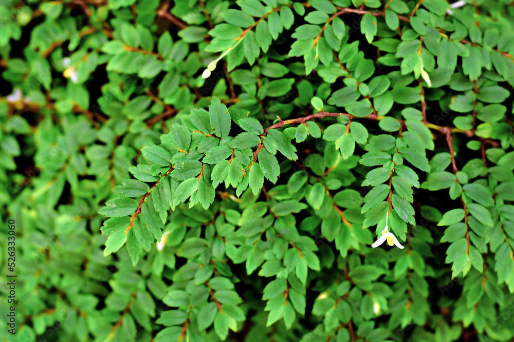Fototapeta premium Shrublike 'Begonia Foliosa' plant with glossy oval green leaves