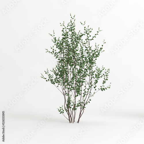 3d illustration of betula pumila tree isolated on white background