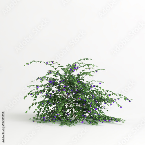 3d illustration of thunbergia erecta isolated on white background photo