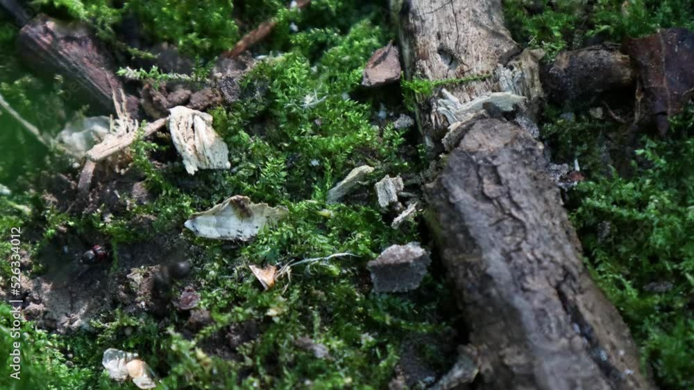 Ants and flies move on the moss. Forest insects macro Ants and flies move on the moss. Forest insects macro