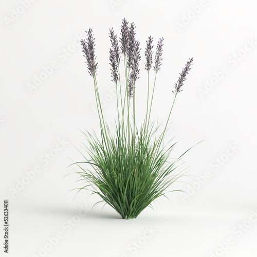 3d illustration of molinia caerulea grass isolated on white background photo