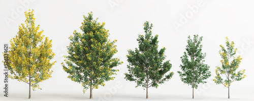3d illustration of set ginkgo biloba tree isolated on white background
