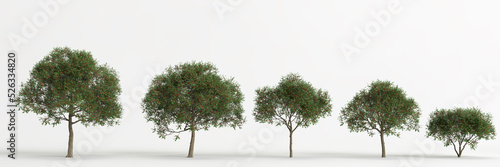 3d illustration of set schinus terebinthifolia tree isolated on white background photo