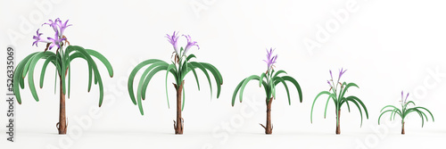 3d illustration of set worsleya procera plant isolated on white background photo
