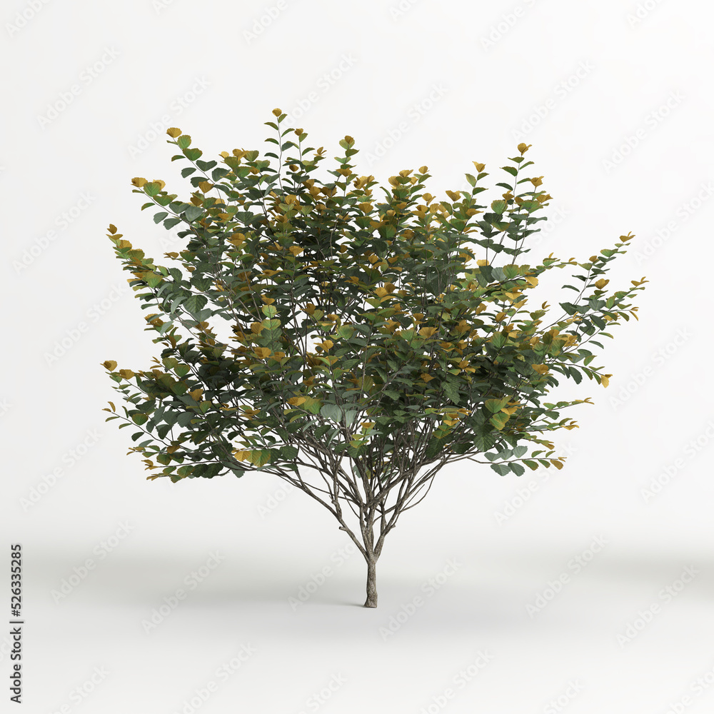 3d illustration of hamamelis x intermedia tree isolated on white background