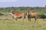 Two male eland antelope in savanna watching around