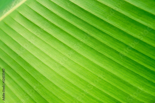 Green banana leaf  close-up  blurry or blurry  spot focus 