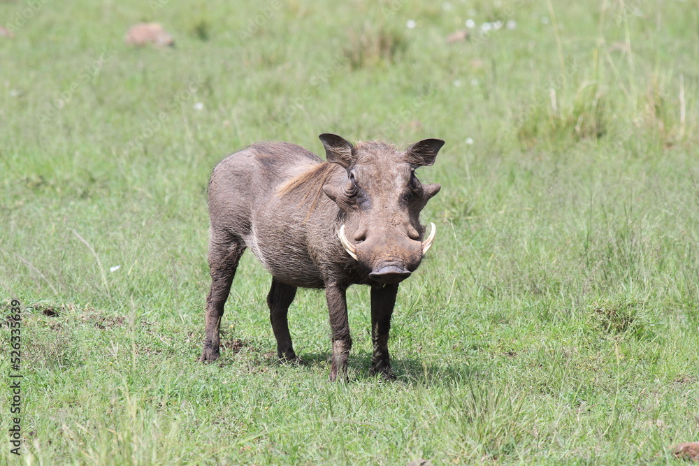 Common warthog in the wild looking into camera Common warthog in the wild looking into camera