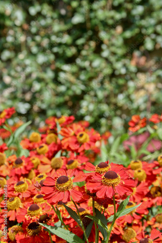 Red and yellow helenium flowers (Sneezeweed) in front of a green wall