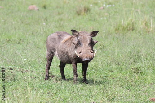 Common warthog in the wild looking into camera