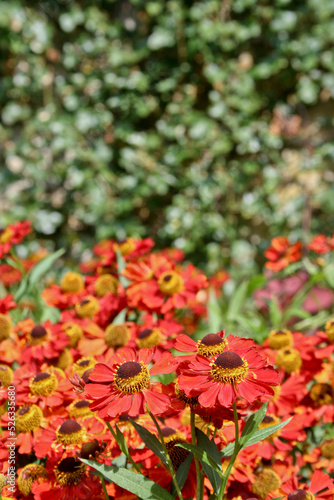 Red and yellow helenium flowers (Sneezeweed) in front of a green wall © Sabrina Enderle-Kleb
