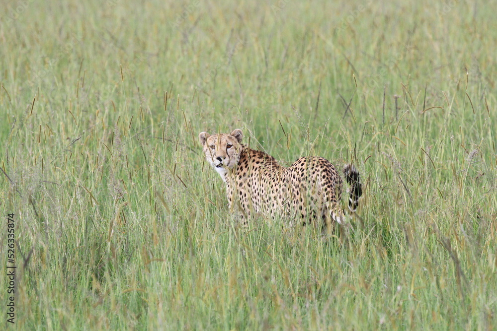 Naklejka premium Female cheetah stalking an impala in high grass