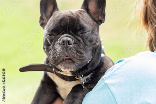 black French bulldog in the hands of the owner Concept of love for pets Portrait of a dog close-up