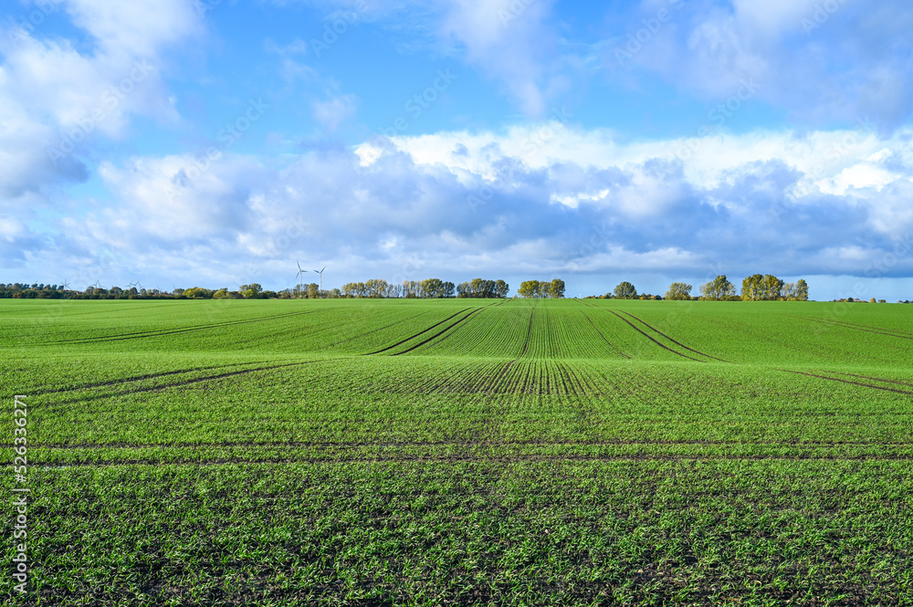 Beautiful wheat field in autumn. Cereals grow on hills in nature in Germany. Agriculture. Beautiful wheat field in autumn. Cereals grow on hills in nature in Germany. Agriculture.
