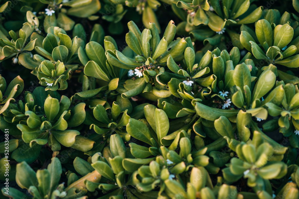 Fototapeta premium Small white berries stand out against green, tropical foliage