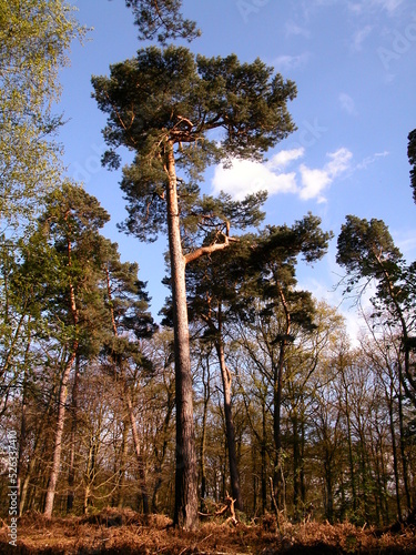 Forêt de pin, non touchée par le feu