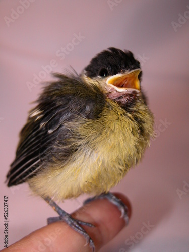 Petite mésange tombée du nid