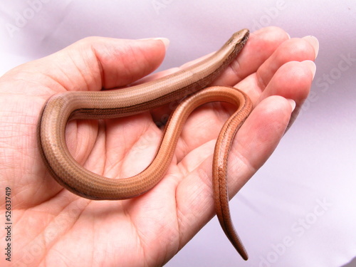 Orvet jeune dans la main, l'ami des jardins