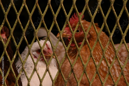 Poulailler insalubre