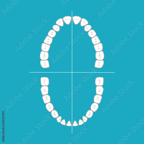 Teeth anatomy chart, vector illustration