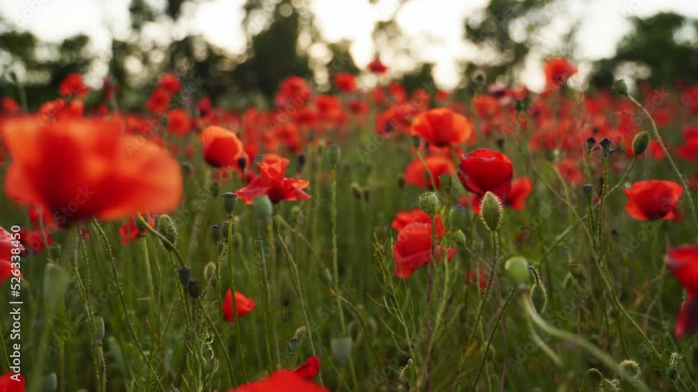 Camera moves between the flowers of red poppies. Poppy as a remembrance symbol and commemoration of the victims of World War. Flying over a flowering opium field on sunset. Camera moves forward. Camera moves between the flowers of red poppies. Poppy as a remembrance symbol and commemoration of the victims of World War. Flying over a flowering opium field on sunset. Camera moves forward.