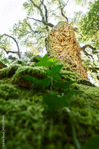 Bark of a large cork oak, covered by vegetation