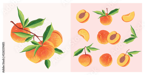 Fototapeta Naklejka Na Ścianę i Meble -  Peach Fruit set. Botanical illustration of Peach. Half peach and leafs.