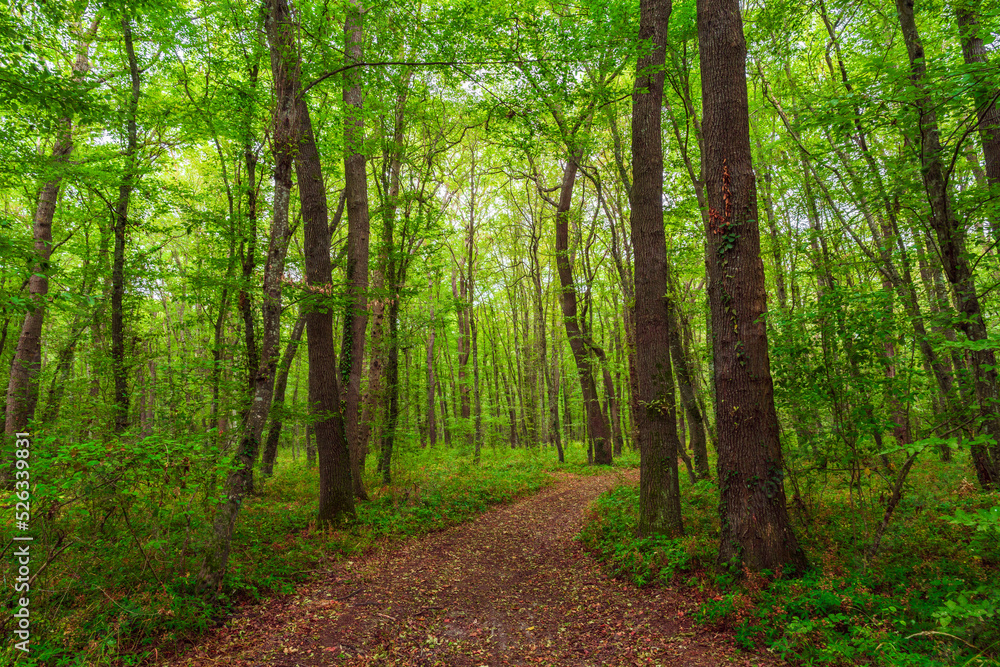 Path in the green dense summer forest Path in the green dense summer forest