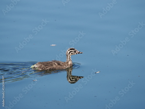 Young Great Crested Grebe (Podiceps cristatus) bird, a few days old that still has its striped feathers. Garbsen, Black Sea (Schwarzer See), Lower Saxony, Germany. photo