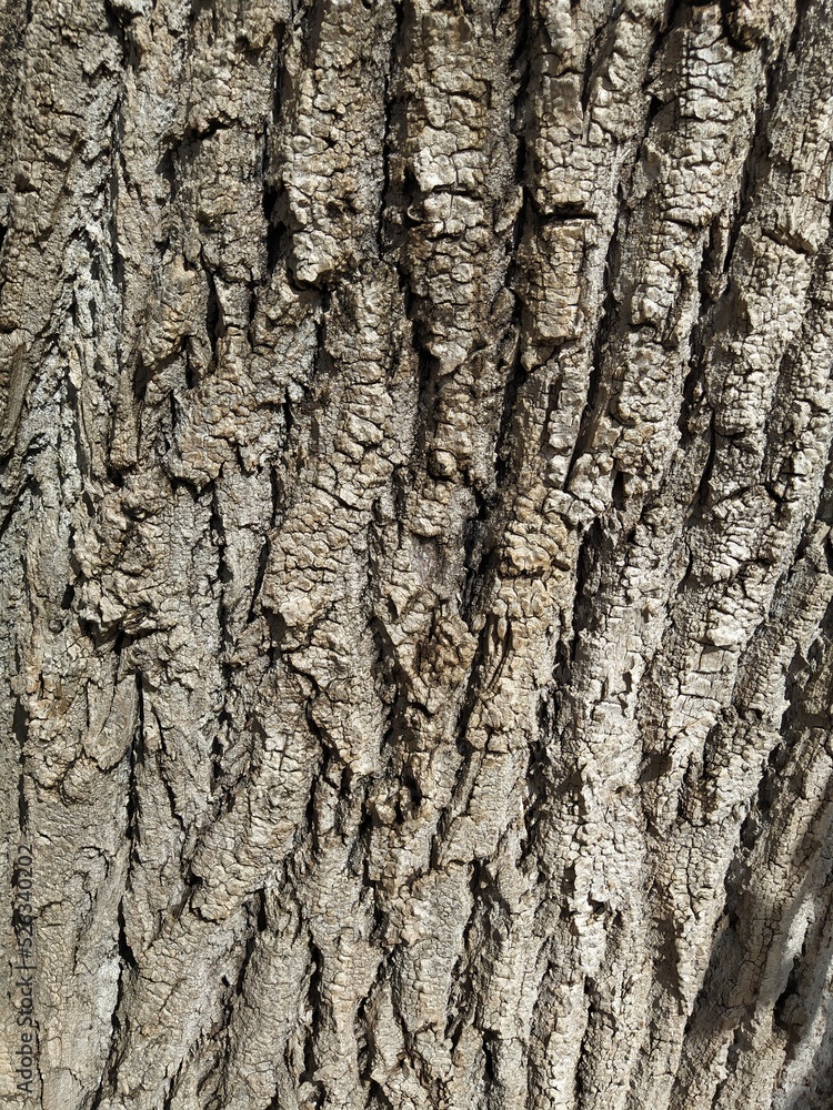 Obraz premium texture