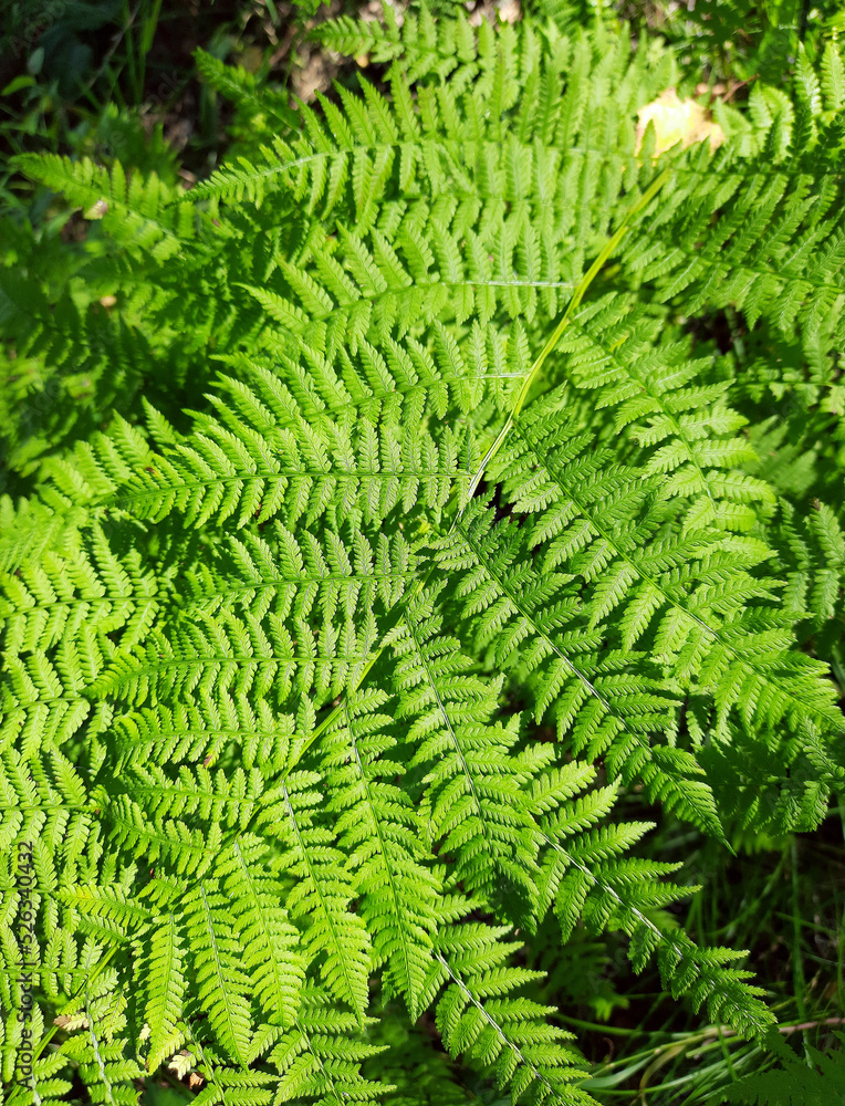 Green fern closeup in the forest, natural texture. Green fern closeup in the forest, natural texture.
