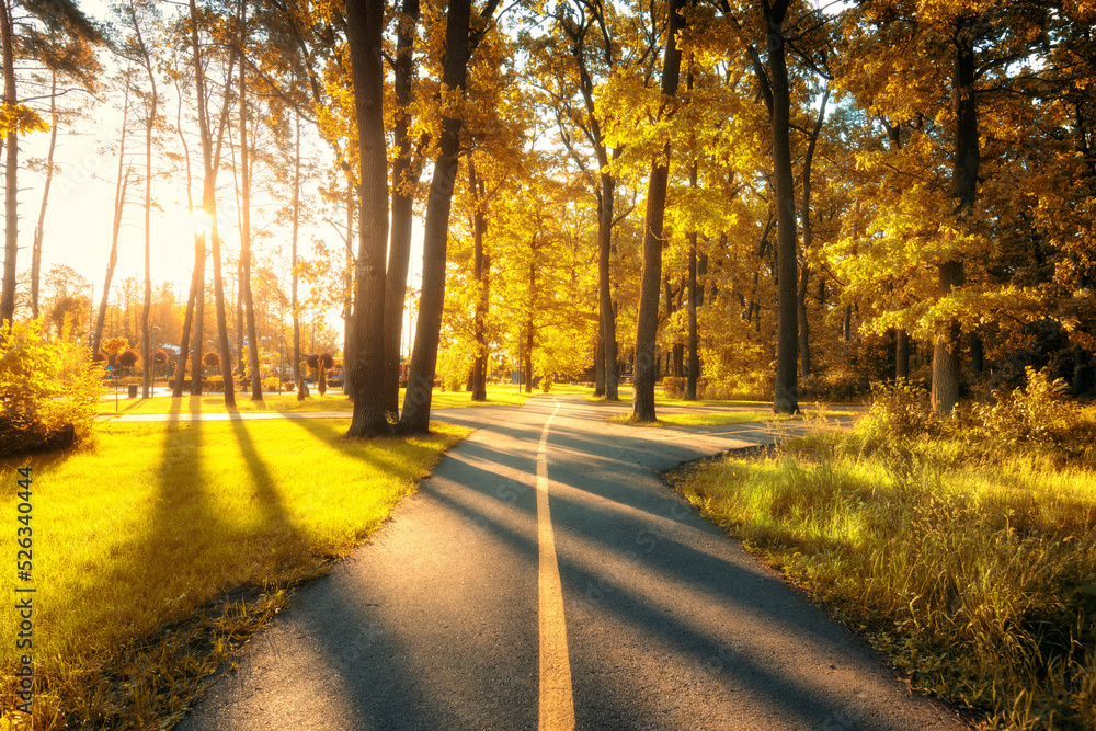 Beautiful road in yellow forest at sunset in summer. Landscape