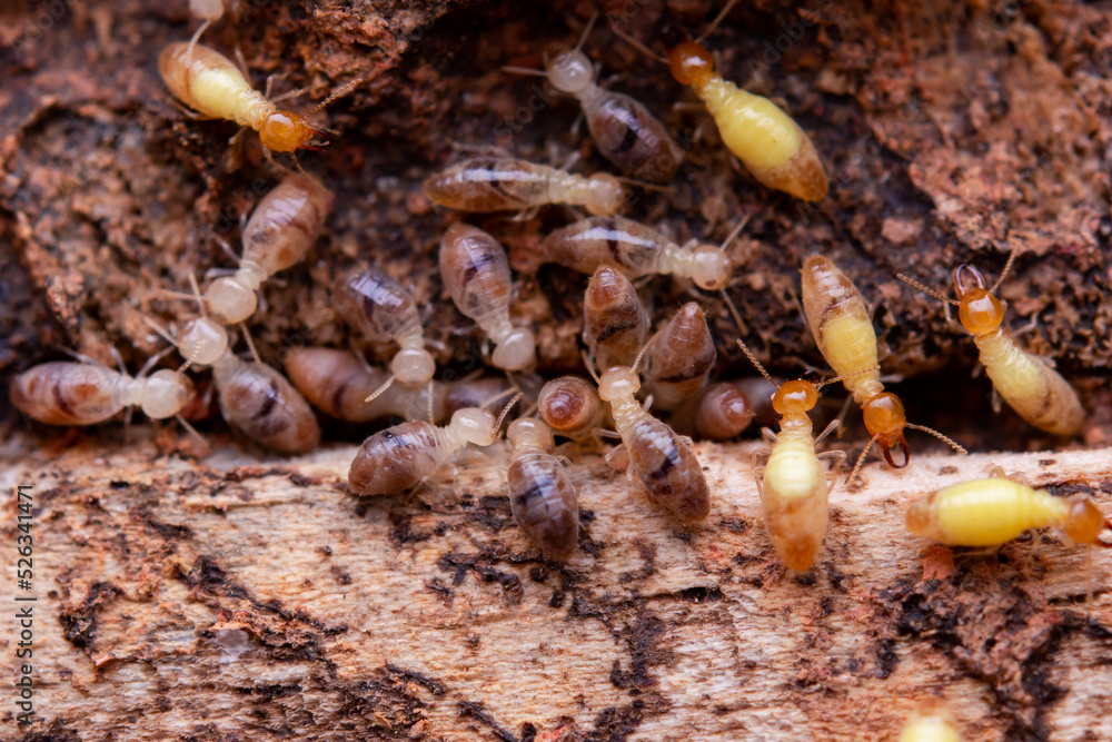 Termites eat wooden planks. Damage of a wooden house from termites. Stock Photo Adobe Stock