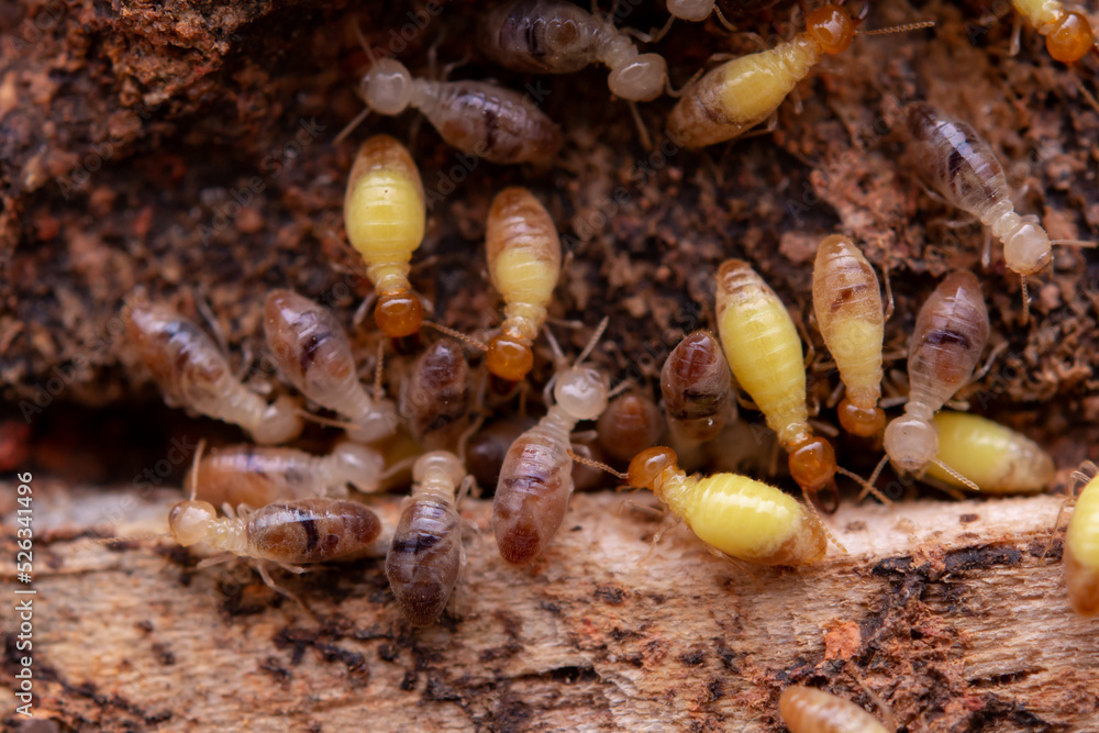 Termites eat wooden planks. Damage of a wooden house from termites. Termites eat wooden planks. Damage of a wooden house from termites.