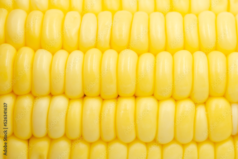 Close up Raw corn kernels in rows. Close up Raw corn kernels in rows.