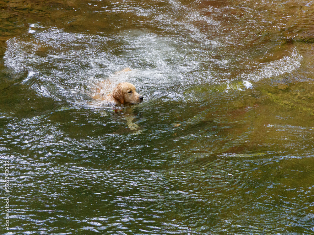 Perro nadando en el rio, Cascadas de Xorroxin, Navarra, España.